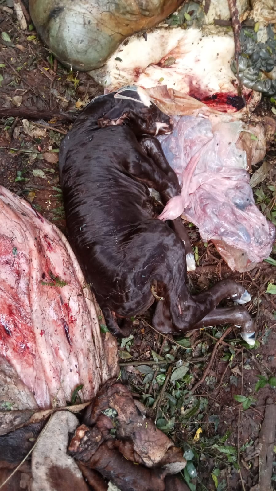 Reiterados hechos de abigeato en una estancia de Eldorado: Mataron vacas preñadas y dejaron sin vida a los terneros por nacer 2